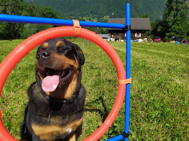 Chien jouant dans le jardin du chalet Tyson City, animaux acceptés